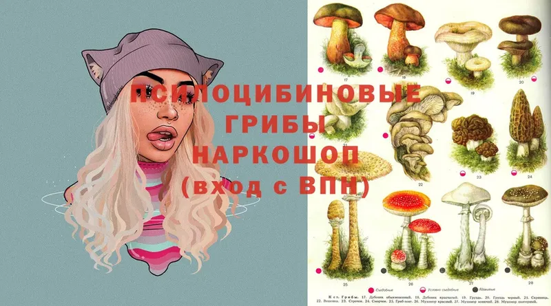 Псилоцибиновые грибы Psilocybe  Сатка 